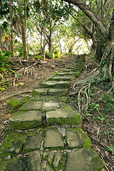Image showing Forest pathway with stairs