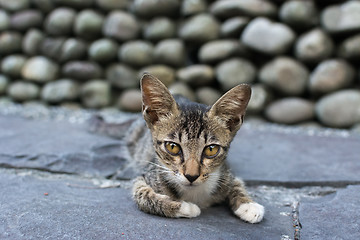 Image showing Young tabby cat lying on the floor.