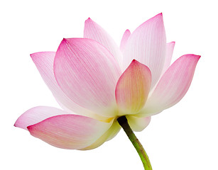 Image showing isolated lotus