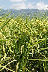 Image showing Rural scenery of paddy