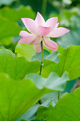 Image showing Lotus flower