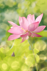 Image showing lotus