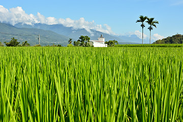 Image showing Rice farm in country