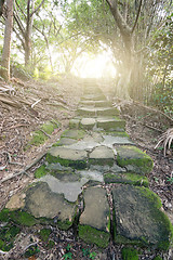 Image showing Forest pathway with stairs