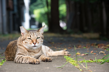 Image showing Stray tabby cat