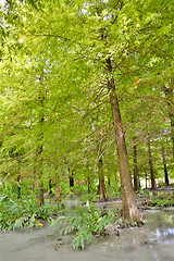 Image showing Forest at Hualien