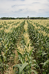 Image showing corn maize farm