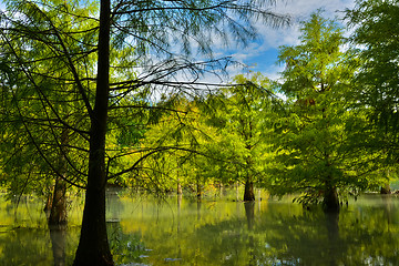 Image showing Forest at Hualien