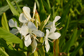 Image showing Ginger lily