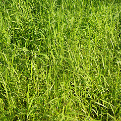 Image showing Green grass background