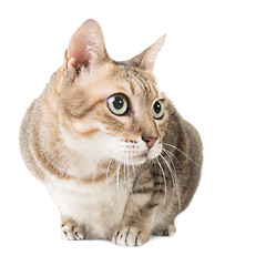 Image showing tabby cat