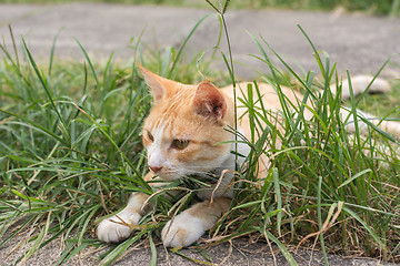Image showing Cat lying on the grass.