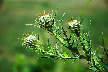 Image showing Thorny Weeds