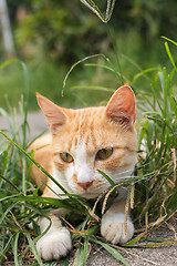 Image showing Cat lying on the grass.