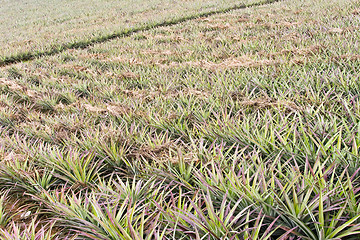 Image showing Pineapple farm 