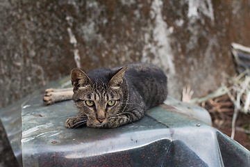 Image showing Cat lying on the wall.