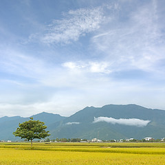 Image showing golden paddy rice farm