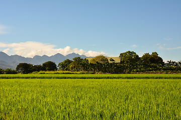 Image showing Rice farm in country