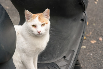 Image showing Undomesticated cat