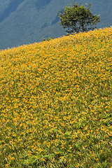 Image showing Field of tiger lily