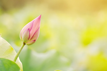 Image showing Morning lotus