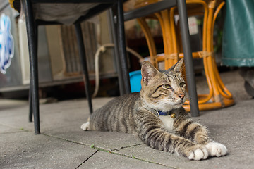 Image showing Cat lying to rest.