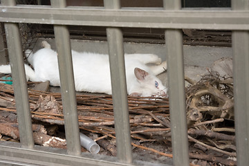 Image showing cat at window