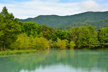 Image showing Forest at Hualien