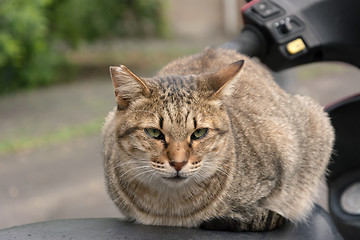 Image showing Undomesticated cat