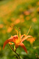 Image showing Tiger lily