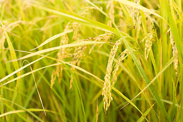 Image showing Golden paddy rice farm