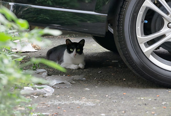 Image showing cat under car