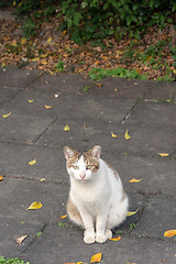 Image showing Undomesticated cat