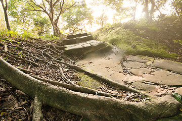 Image showing Forest pathway with stairs