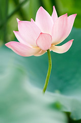 Image showing Lotus flower