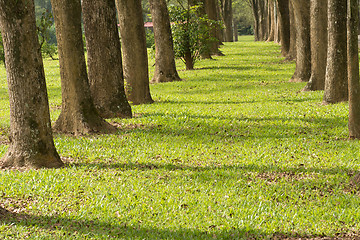 Image showing Walkway in Park