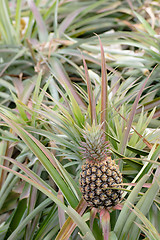 Image showing Pineapple farm 