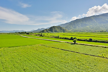 Image showing Rice farm in country