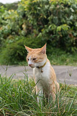 Image showing Cat sitting on the grass.