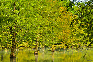 Image showing Forest at Hualien