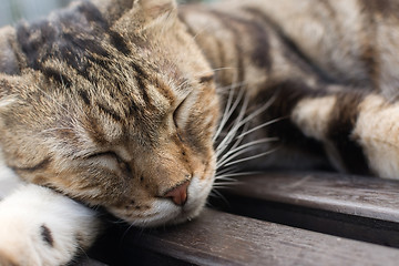 Image showing Cat sleep on a chair.
