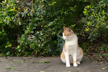 Image showing Undomesticated cat