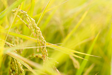 Image showing Golden paddy rice farm