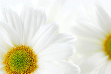 Image showing White daisies