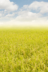 Image showing Golden rural scenery