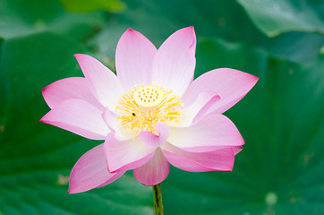 Image showing Lotus flower