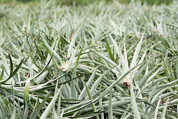 Image showing Pineapple farm after harvest