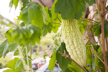 Image showing Bitter melon