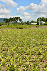 Image showing Pineapple farm