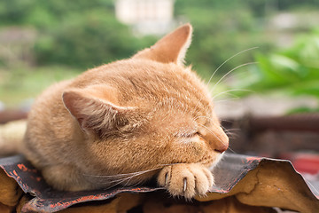 Image showing Cat resting on the roof.